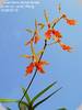 Renanthera vietnamensis